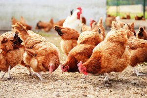 alat ternak ayam