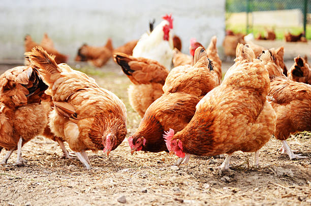 alat ternak ayam